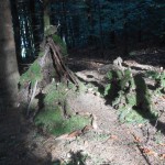 Wald_Wandertag (61)